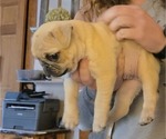 Small Photo #23 Pug Puppy For Sale in HILLSDALE, MI, USA