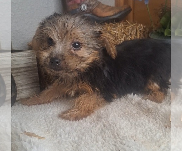 Medium Photo #9 Yorkshire Terrier Puppy For Sale in JASONVILLE, IN, USA