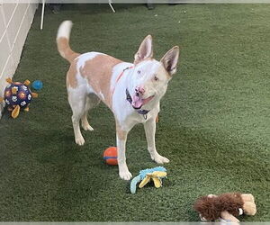 Rosalyn - Female Mutt Dog for Adoption - Photo #2