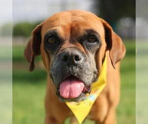 Boxer Dogs for adoption in San Antonio, TX, USA