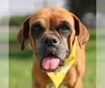 Small Boxer