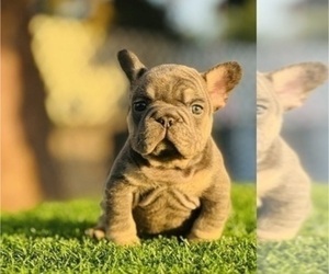 French Bulldog Puppy for sale in CHARLOTTE, NC, USA