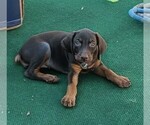 Litter of 2 - Male(s) and Female(s) Doberman PinscherLitter of Puppies for Sale - Photo #8