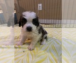 Small Photo #2 Saint Bernard Puppy For Sale in WOODBRIDGE, CT, USA