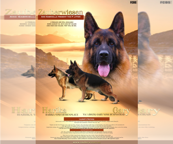 Medium Photo #8 German Shepherd Dog Puppy For Sale in ALICE, TX, USA