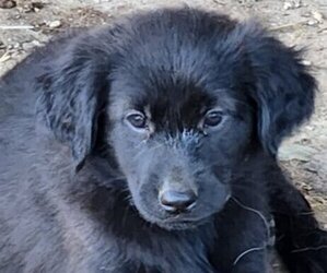 German Shepherd Dog-Golden Retriever Mix Puppy for sale in MODESTO, CA, USA