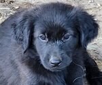 Anna - Female German Shepherd Dog-Golden Retriever Mix Puppy for Sale - Small photo