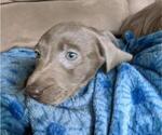 Small Photo #3 Labrador Retriever Puppy For Sale in BUCYRUS, OH, USA