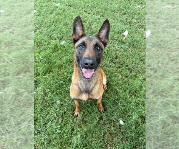 Medium Photo #4 Mutt Puppy For Sale in Imlay City, MI, USA