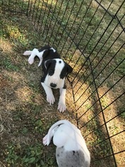 Great Dane Puppy for sale in MONROE, OR, USA