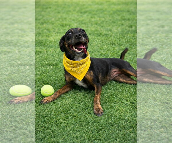 Medium Photo #3 Rat Terrier Puppy For Sale in Euless, TX, USA