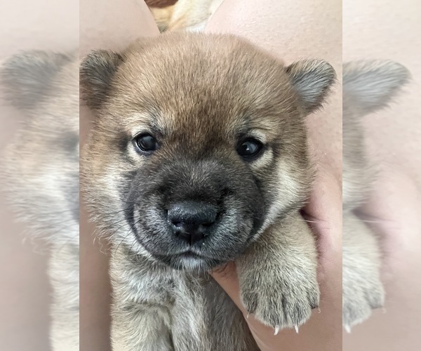 Medium Photo #1 Shiba Inu Puppy For Sale in ONTARIO, CA, USA
