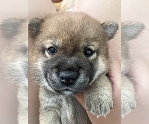 Shiba Inu Puppy for sale in ONTARIO, CA, USA