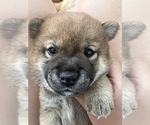 Small Photo #1 Shiba Inu Puppy For Sale in ONTARIO, CA, USA