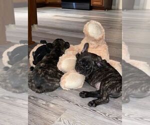 French Bulldog Puppy for sale in WINTER HAVEN, FL, USA
