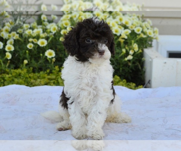 Medium Photo #3 Cavapoo Puppy For Sale in PARADISE, PA, USA