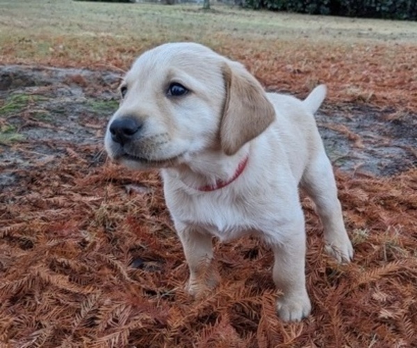 Medium Photo #4 Labrador Retriever Puppy For Sale in HIGDON, AL, USA