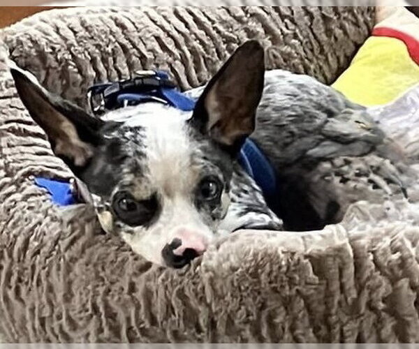 Medium Photo #3 Chihuahua-Unknown Mix Puppy For Sale in Mundelein, IL, USA