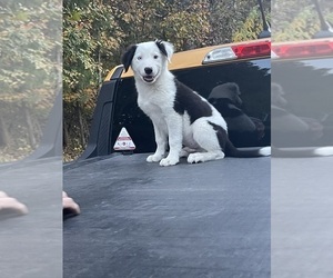 Border Collie Puppy for sale in MC DANIELS, KY, USA