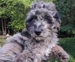 Puppy Sable Goldendoodle