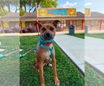 Small #2 Boxer Mix