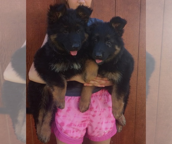 Medium Photo #4 German Shepherd Dog Puppy For Sale in COUCH, MO, USA