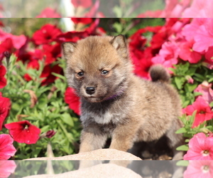 Shiba Inu Puppy for sale in SHILOH, OH, USA