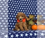 Small Photo #3 Miniature Labradoodle Puppy For Sale in NOTTINGHAM, PA, USA