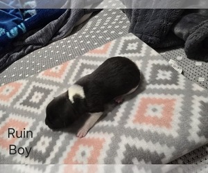 Akita Puppy for sale in HUTCHINSON, MN, USA