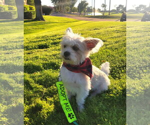 Yoda - Male Shih Tzu-Unknown Mix Dog for Adoption - Photo #6