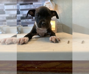 American Pit Bull Terrier Puppy for sale in LANSFORD, PA, USA