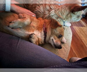 Copper - Male Mutt Dog for Adoption - Photo #2