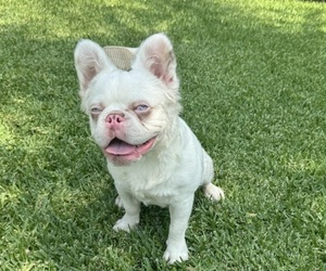 Father of the French Bulldog puppies born on 06/11/2025