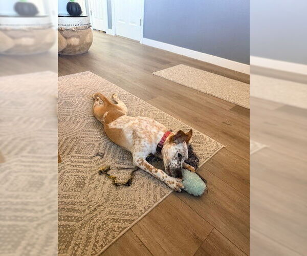 Medium Photo #3 Mutt Puppy For Sale in Sandy, UT, USA