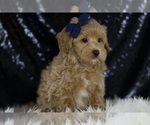 Small Photo #90 Maltipoo (Miniature) Puppy For Sale in WARSAW, IN, USA