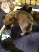 Small Photo #24 Belgian Malinois-Dutch Shepherd Dog Mix Puppy For Sale in BRIGHTON, TN, USA