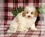 Small #1 Cavapoo