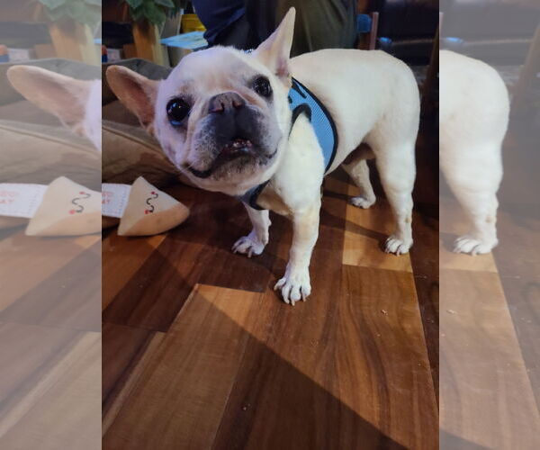 Medium Photo #3 French Bulldog-Unknown Mix Puppy For Sale in Aurora, CO, USA