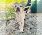 Small #6 Labrador Retriever Mix