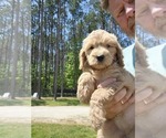 Small Photo #14 Goldendoodle (Miniature) Puppy For Sale in STELLA, NC, USA