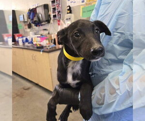 German Shepherd Dog-Unknown Mix Dogs for adoption in Camarillo, CA, USA