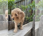 Puppy Hank Goldendoodle