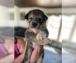 Puppy 4 Alaskan Husky-Alaskan Malamute Mix