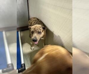 Mastiff Dogs for adoption in Bakersfield, CA, USA