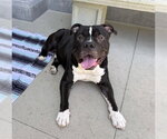 Small #2 American Bulldog