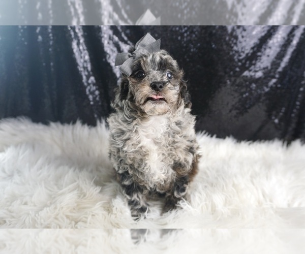 Medium Photo #4 Poodle (Toy) Puppy For Sale in WARSAW, IN, USA