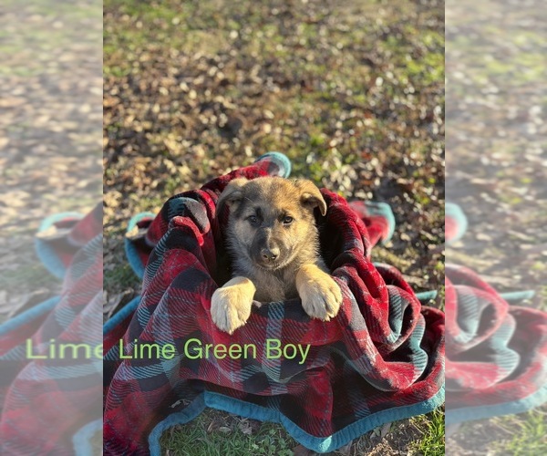 Medium Photo #4 German Shepherd Dog Puppy For Sale in RICHLAND, IN, USA