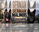 2 males 1 fena - Male German Malinois Puppy for Sale - Photo #6