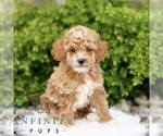 Small #2 Goldendoodle (Miniature)