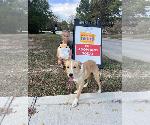 Medium Photo #2 Labrador Retriever-Unknown Mix Puppy For Sale in The Woodlands, TX, USA
